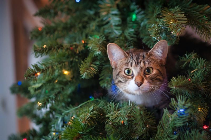 cat inside tree