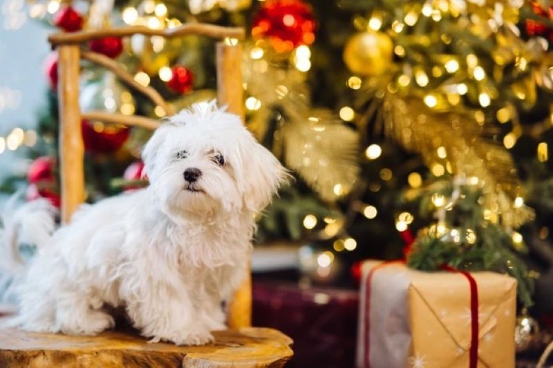 small-white-terrier-background-christmas