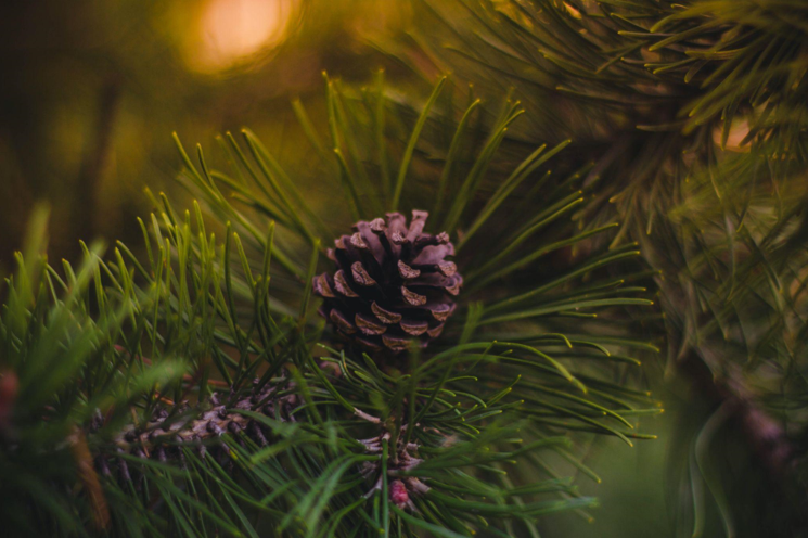 Christmas in July 2024 with DIY Christmas Wreaths!