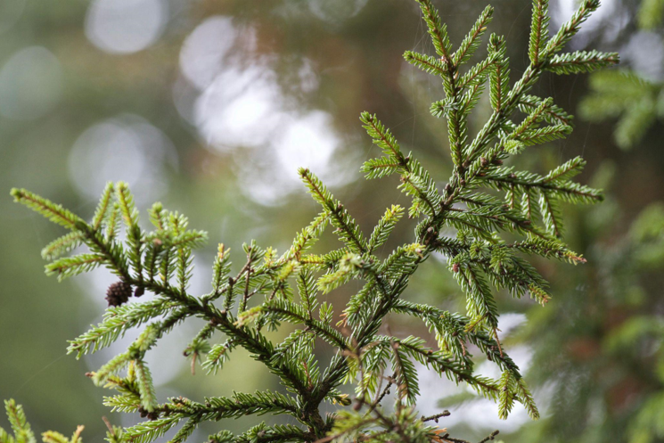 The King of Christmas Trees for Every Budget